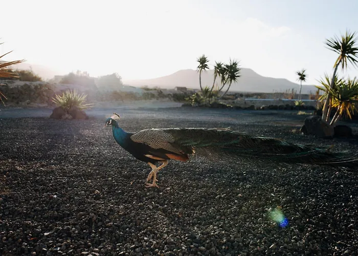Hotel Surf & Yoga Retreats Fuerteventura Roque