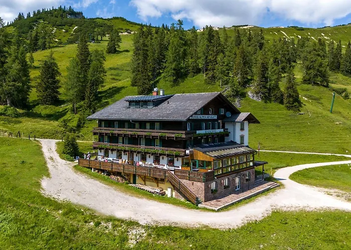Alpen Arnika