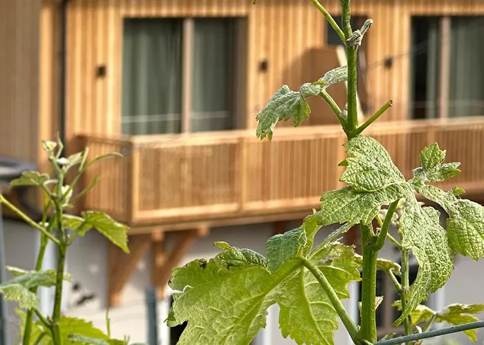 Weinquartier - Weinrebenblick Kleindienst