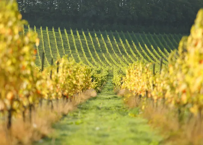 Denbies Vineyard