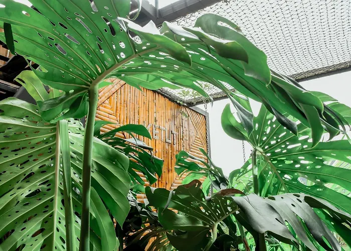 Attraversiamo Bamboo House