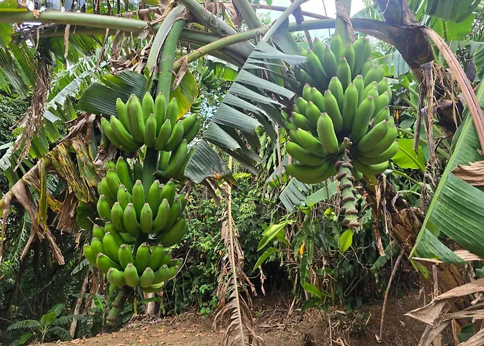 Hotel Mango Valley