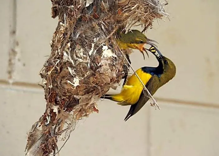 Sunbird Motel