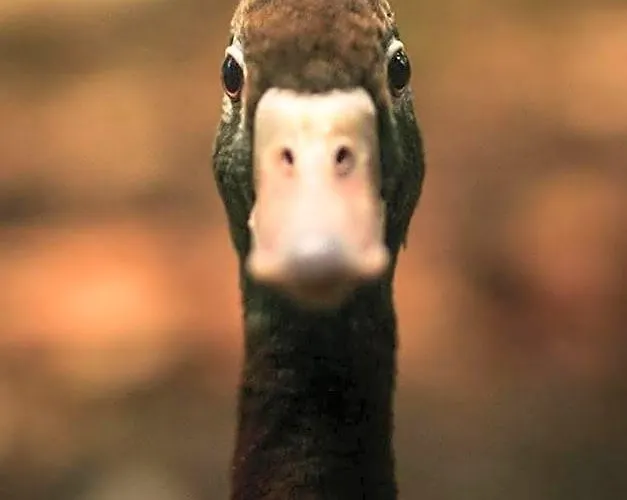 Le canard enchanté