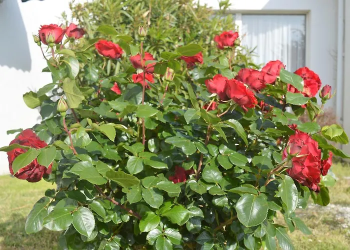 Hotel Les Jardins d'Oléron à Saint-Pierre-d'Oleron