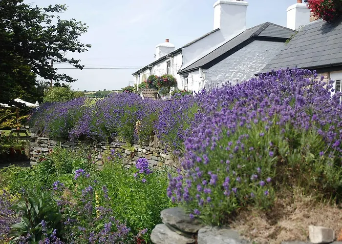 The Elephants Nest Inn Marytavy