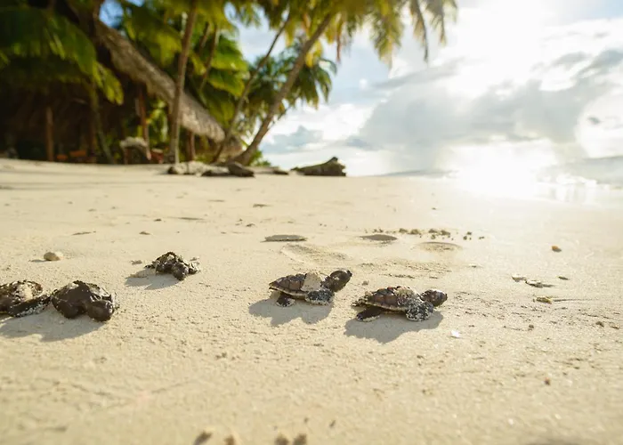 Calala Island