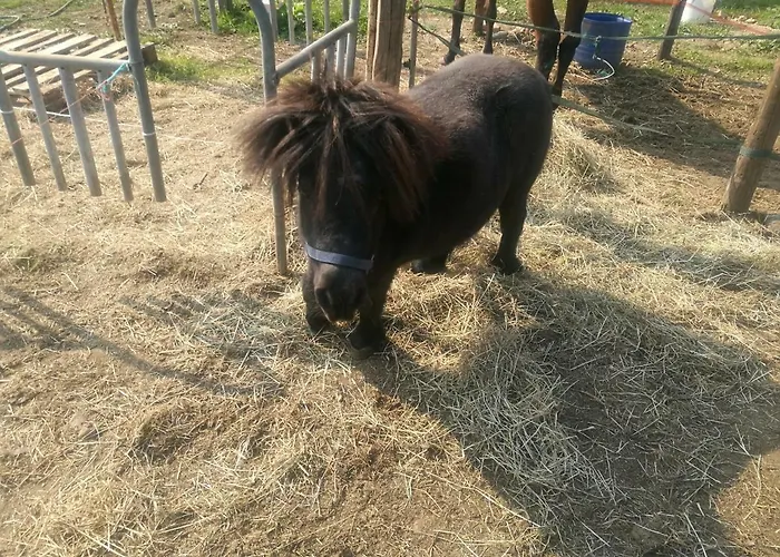 Hotel The Horse Pogno
